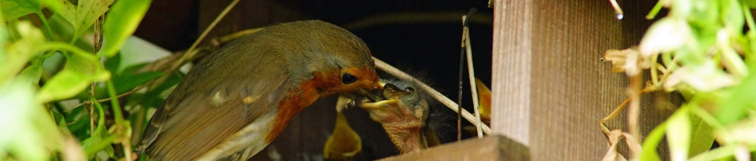 Fugl fôrer ungene sine.